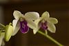 Den. Sirin Stripe has lump (flower spike?)-close-orchid-piano-jpg