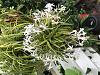 Growing Neofinetia falcata from seed-0ca820a8-94ce-487f-af47-8796059a50ee-jpg