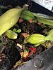 Bulbophyllum fascinator (spike?)-bulbo-fascinator-1-jpg