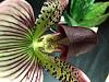 Some current &amp; recent blooms-paph_pres5-jpg