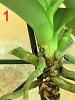 Save Phal with almost no roots-1-jpg
