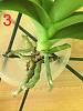 Save Phal with almost no roots-3-jpg