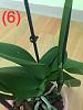 Save Phal with almost no roots-6-jpg