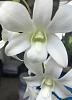 Identification Forum - looking for a name for this white fragrant dendrobium-white-fragrant-dendrobium-jpg