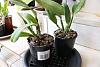 brand new dendrobium with yellowing leaves-drainage-jpg