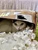 Cats in boxes-1508193c-4f0a-4bca-8165-33570f1ae12a-jpg