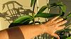 Cattleya bicolor big boy-img_1779-jpg