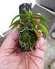 Haraella Retrocalla &amp;  Bulbophyllum Electrinum tips-haraella-retrocalla-jpg