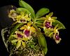 Haraella Retrocalla &amp;  Bulbophyllum Electrinum tips-4798_haraella-retrocalla-jpg