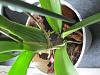 ID &amp; growing advice for my bargin orchid please!-img_5940-jpg
