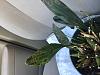 Help! Dendrochilium has yellow and brown spots on leaves. Is this a virus?-orchid-jpg