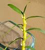 What and why is it growing on my Nobile Type Dendrobium-20190812_073300-jpg