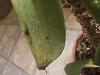 Yellowing Leaves and Dark Areas on Vanilla Orchid Cutting-img_1104-jpg