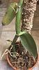 Yellowing Leaves and Dark Areas on Vanilla Orchid Cutting-img_e1103-jpg