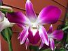 Dendrobium Sonia Bloom-img_2840-1-jpg