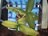 Cattleya Hybrid with Mottled leaves.-img_0085-jpg