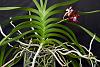 Vanda Greg Scott-orchids-vanda-greg-scott-jpg