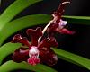 Vanda Greg Scott-orchids-vanda-greg-scott-001-jpg