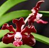 Vanda Greg Scott-orchids-vanda-greg-scott-002-jpg