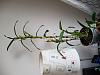 What and why is it growing on my Nobile Type Dendrobium-20190819_195609-jpg