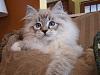 Cats in boxes-ragdoll-jpg