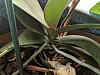 they all look the same-01-dendro-phal-plant-jpg