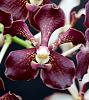 Vanda Motes Hot Mama-orchids-vanda-motes-hot-mama-002-jpg
