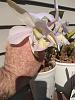 Cattleya nobilior var coerulea-img_20190830_101814698-jpg