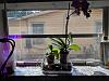 How does my Phalaenopsis setup look?-img_20190831_164504-jpg