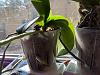 How does my Phalaenopsis setup look?-img_20190831_164534-jpg