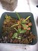 Orchids That Grow Easily From Seed-img_20190901_140947110-jpg