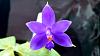 Phal violacea 'Indigo' first bloom-20190902_084635-jpg