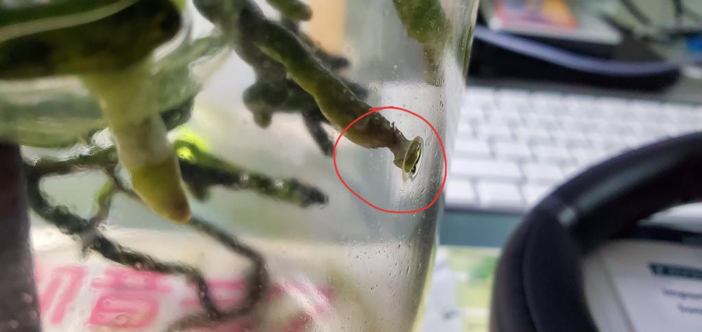 Is this a sign of snails/slugs? (Vanda in vase culture)-2-jpg
