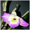 Am I too late to give Dendrobium Nobile cool temps?-27c7f744-4a64-4856-82b6-28d3ea751e85-jpg