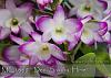 Am I too late to give Dendrobium Nobile cool temps?-d11de2aa-545a-40bf-91d1-f545074a0bcc-jpg