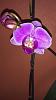 Need urgent Help with my Orchid.-img-20190918-wa0001-jpg