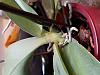 Help please: Phalaenopsis NOID with pale, thin leaves-20190922_181744-jpg
