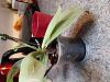 Help please: Phalaenopsis NOID with pale, thin leaves-20190922_181849-jpg