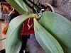 Help please: Phalaenopsis NOID with pale, thin leaves-20190922_181910-jpg