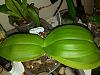 Phalaenopsis bellina - spikes!-1569230162431406344310-jpg