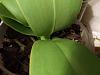 Phalaenopsis bellina - spikes!-15692302547421751234956-jpg