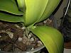 Phalaenopsis bellina - spikes!-15692303028541975932745-jpg