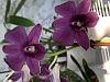 Dendrobium Blue Violetta ??-0736cb5b-c1fb-47fe-aa44-865585b62ca9-jpg