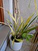 Cymbidium tracyanum: Light - how to know when it is just too much?-img_20190922_172716-jpg