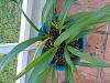 Spathoglottis Blues-orchid-jpg