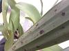 Suspicious dark leaf spots on several orchids.-img_0055-jpg