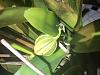Cattleya is pollinated. Should I bother doing anything?-77269925-6bb4-48e7-84c9-1431571c060a-jpg
