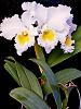 Cattleya Gertrude Hausermann 'Elmherst Flower Growers'-20190930_074436-jpg