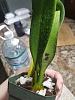 How to help a stressed orchid?-72290229_10220575759492817_3973719938580873216_n-jpg