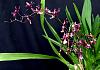 Oncidium Kathrin Zoch-orchids-oncidium-kathrin-zoch-001-jpg